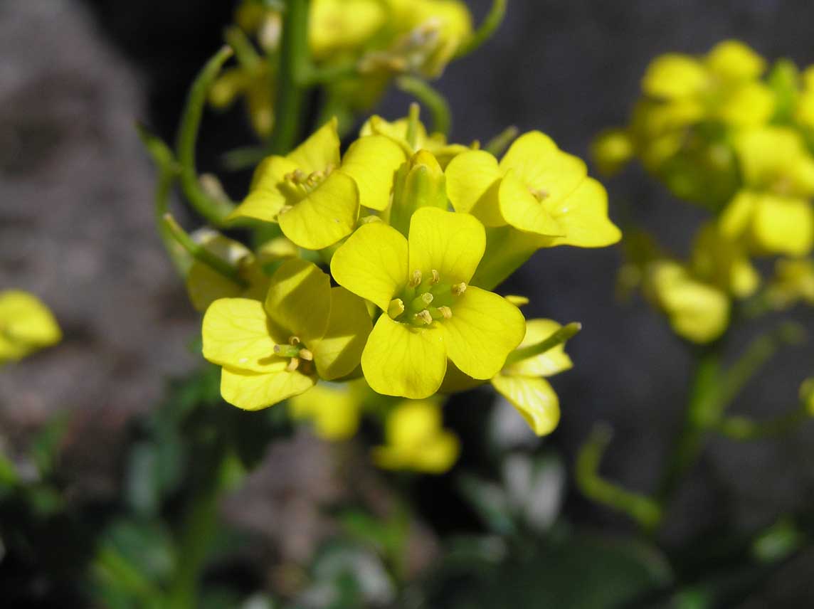 Barbarea rupicola / Erba di S. Barbara di Sardegna